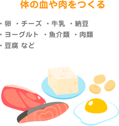 体の血や肉をつくる ・卵 ・チーズ ・牛乳 ・納豆 ・ヨーグルト ・魚介類 ・肉類 ・豆腐 など