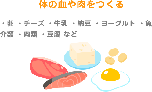 体の血や肉をつくる ・卵 ・チーズ ・牛乳 ・納豆 ・ヨーグルト ・魚介類 ・肉類 ・豆腐 など